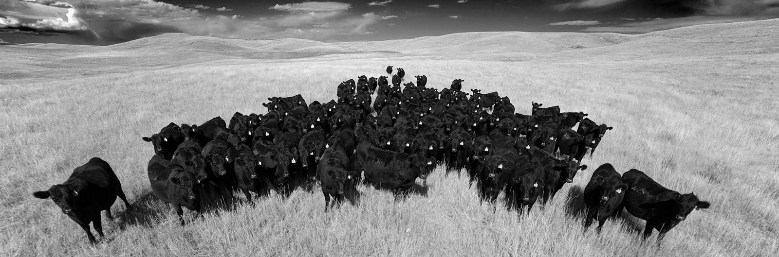 Black and White angus in pasture